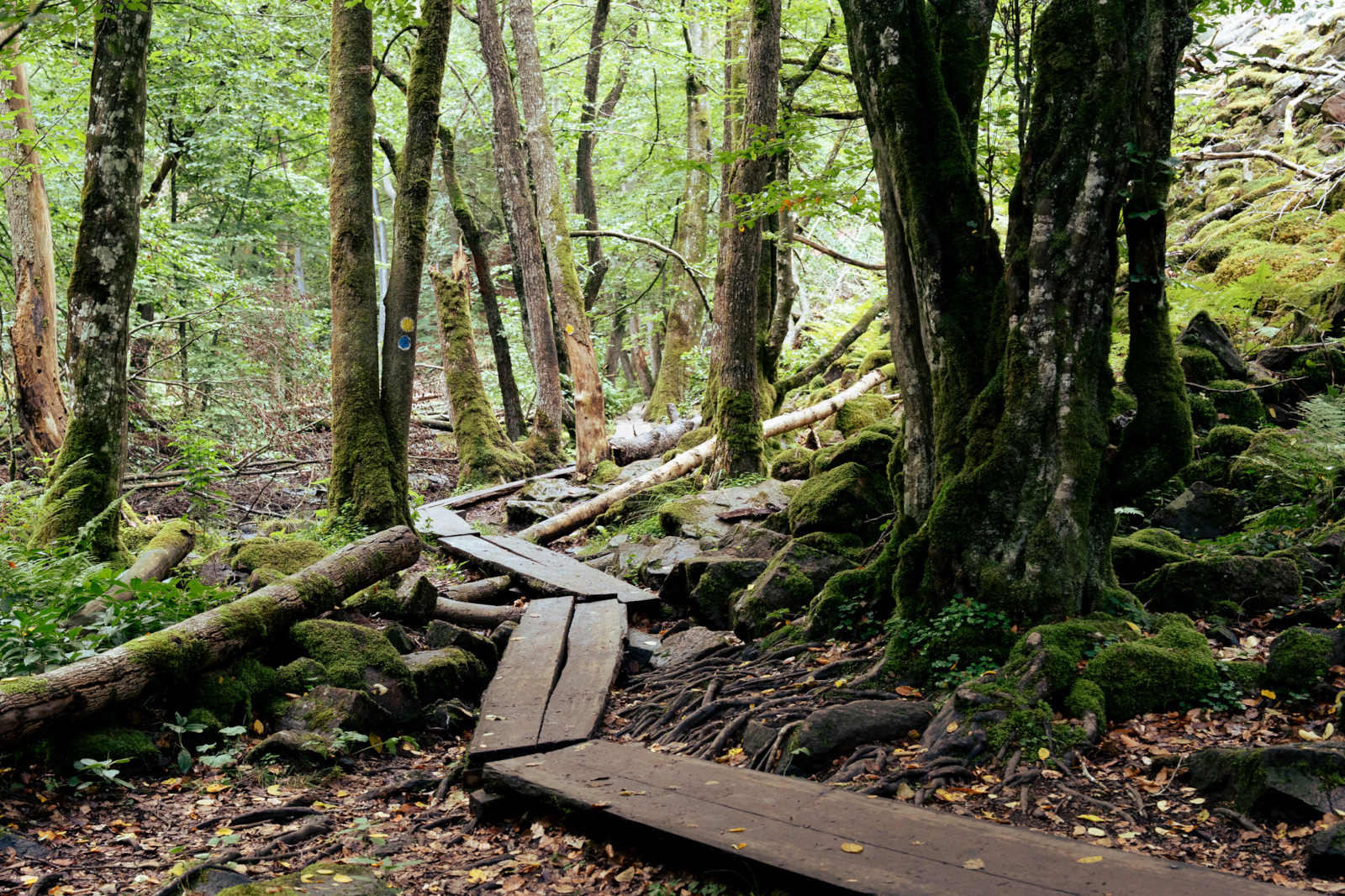 a walkway in the valley of a Swedish national park